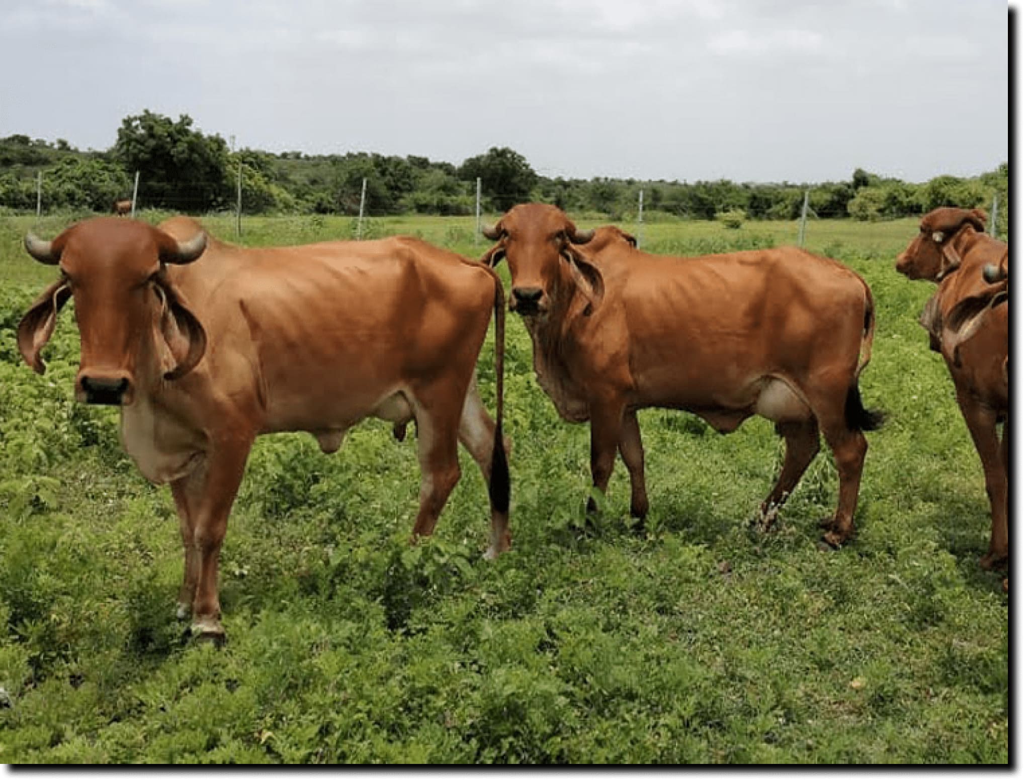 Gir Cow